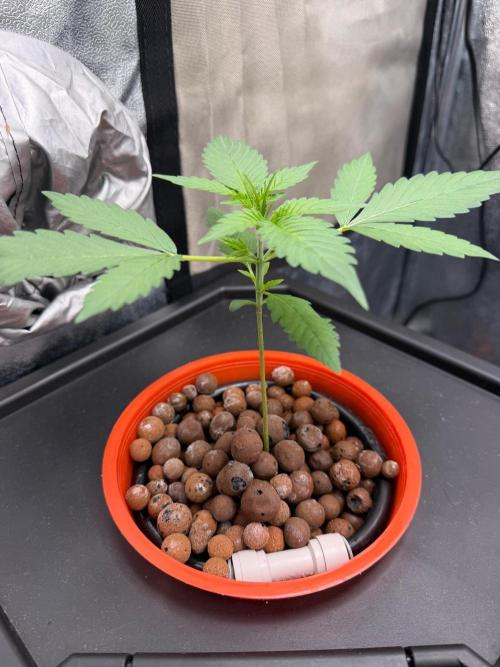 Fast buds RF3 mix. Week 2