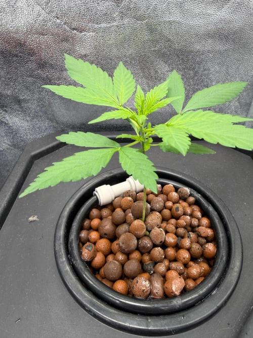 Fast buds RF3 mix. Week 2
