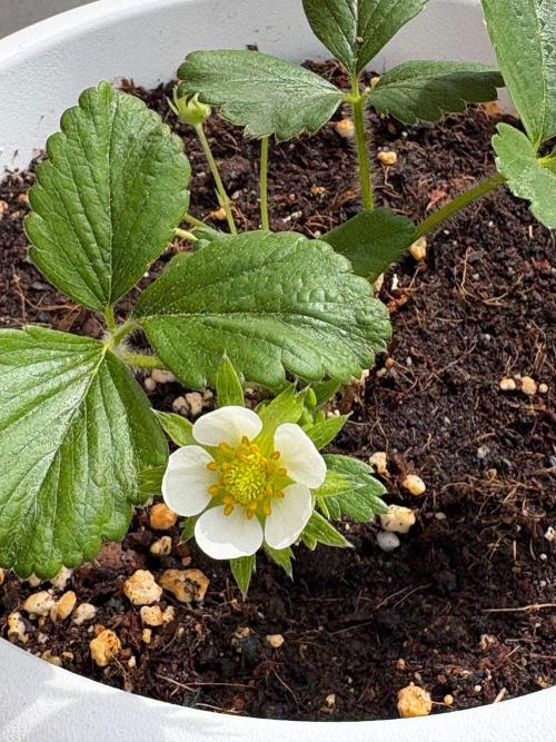 Strawberries. Week 1
