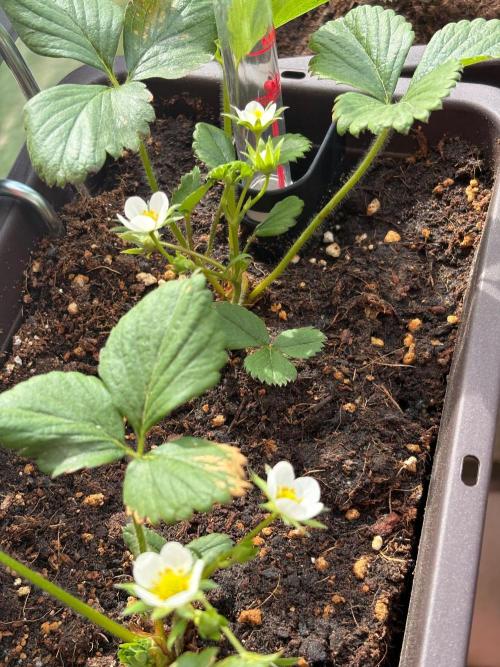 Strawberries. Week 1
