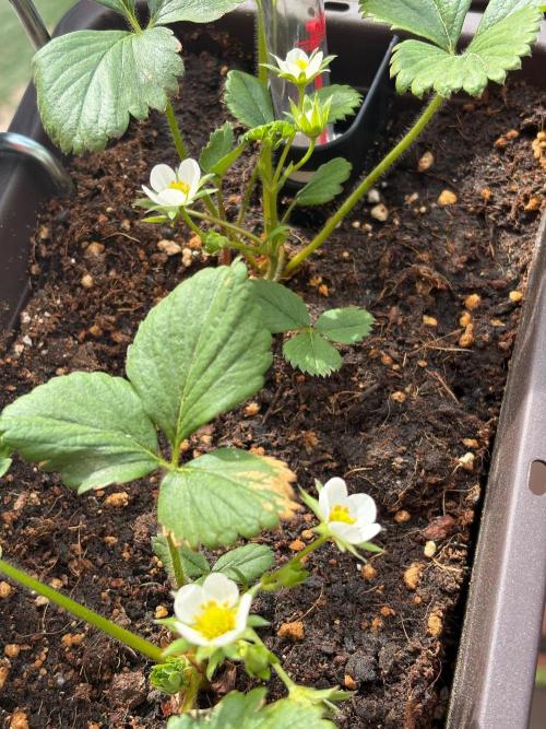 Strawberries. Week 1