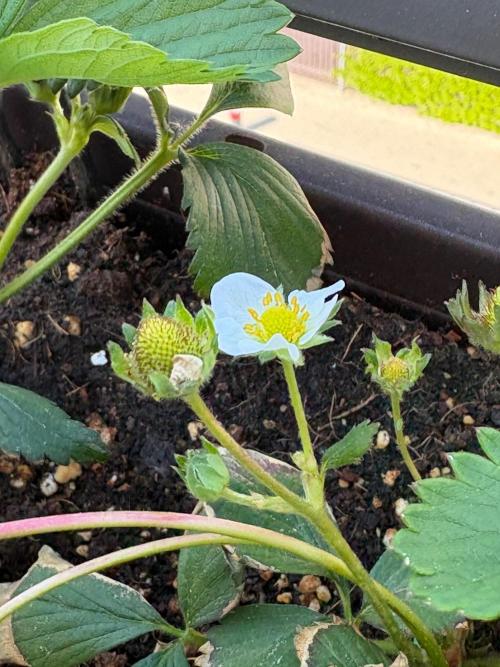 Strawberries. Week 1