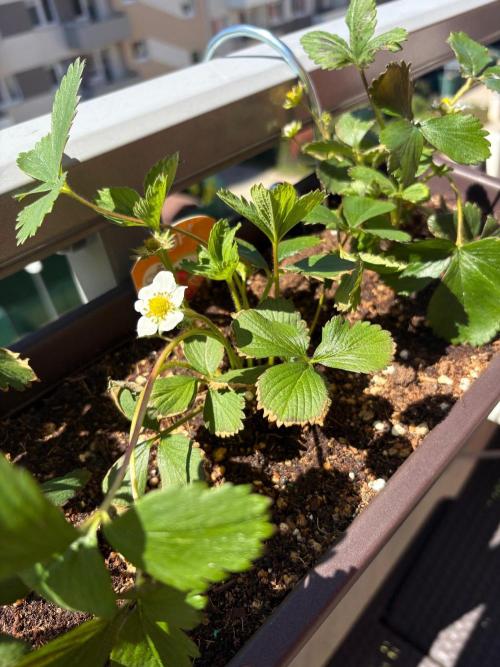 Strawberries. Week 1