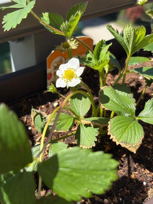 Strawberries. Week 1