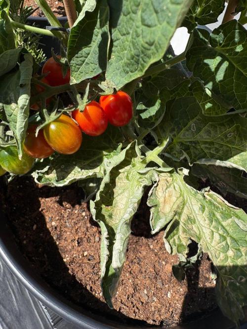 Tomatoes on balcony. Week 5