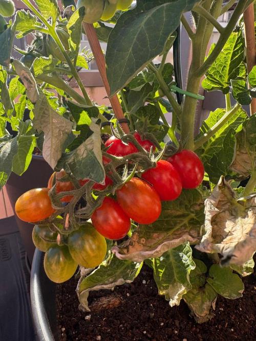 Tomatoes on balcony. Week 5