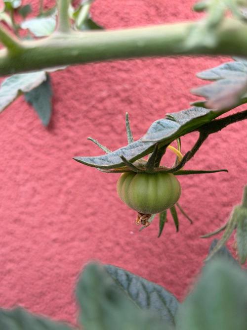 Tomatoes on balcony. Week 5