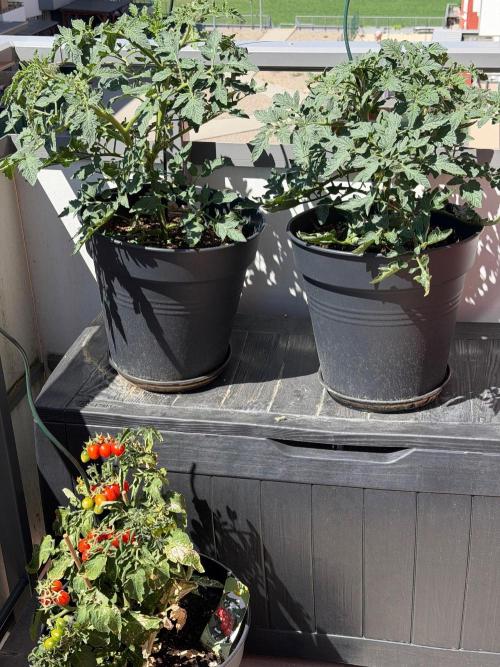 Tomatoes on balcony. Week 5
