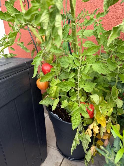 Tomatoes on balcony. Week 6