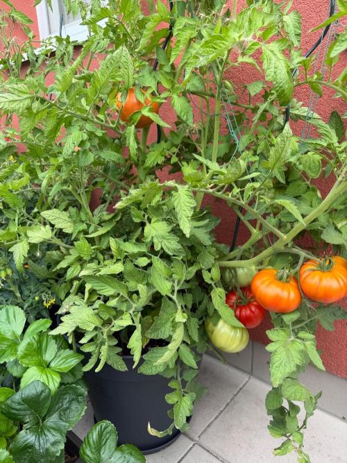Tomatoes on balcony. Week 6