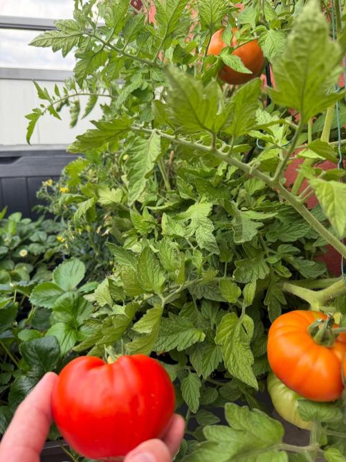 Tomatoes on balcony. Week 6