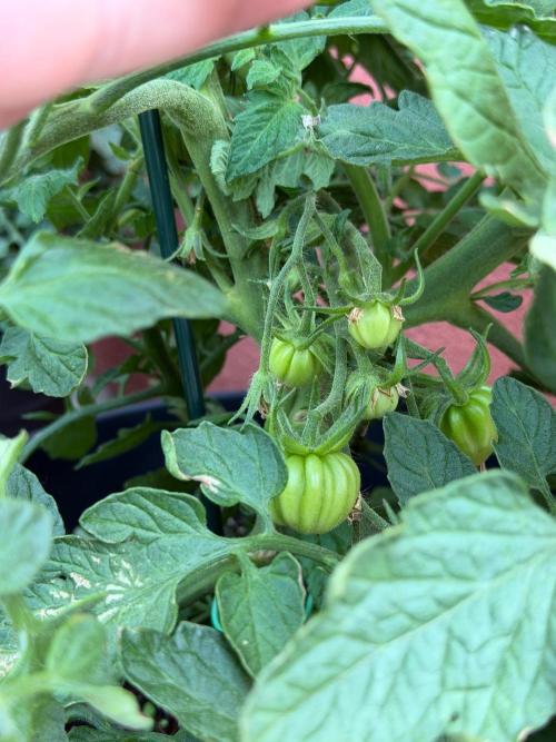 Tomatoes on balcony. Week 6