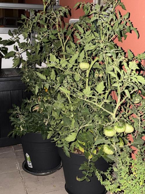 Tomatoes on balcony. Week 6
