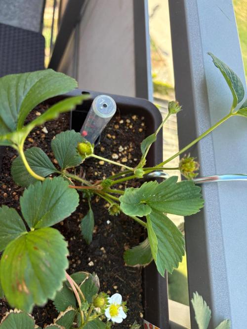 Strawberries. Week 2