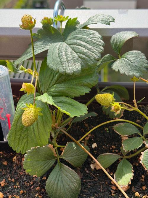 Strawberries. Week 2