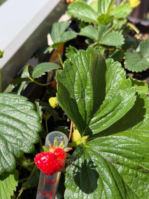 Strawberries. Week 2