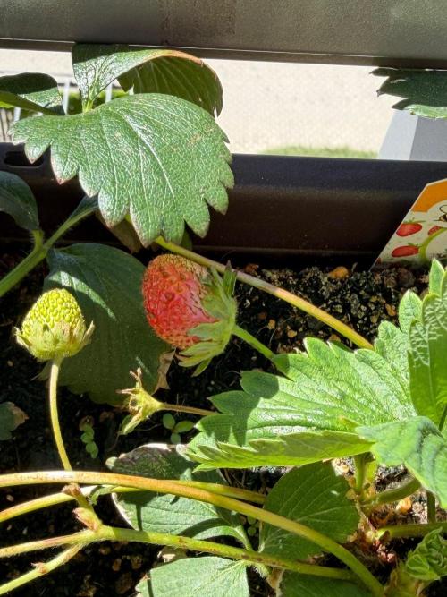 Strawberries. Week 2
