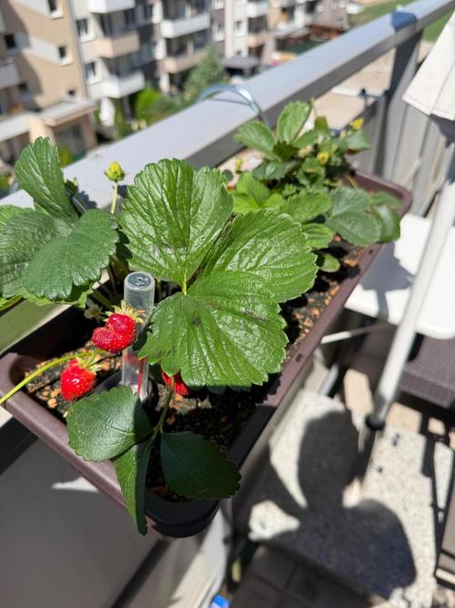 Strawberries. Week 2