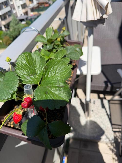 Strawberries. Week 2