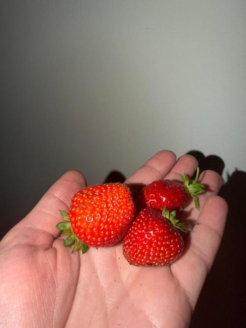 Strawberries. Week 2