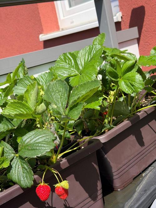 Strawberries. Week 3