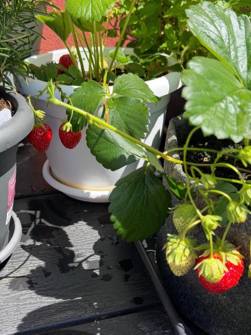Strawberries. Week 3