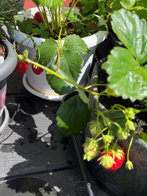 Strawberries. Week 3