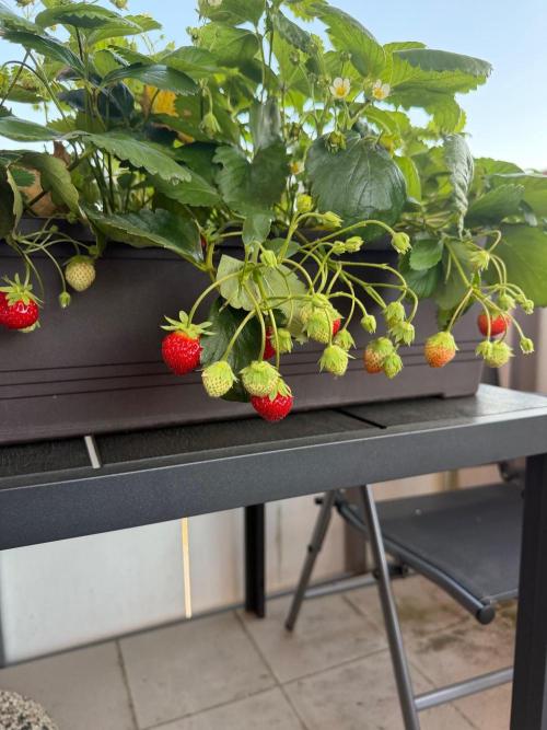 Strawberries. Week 4