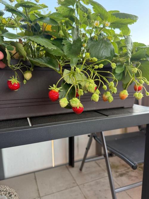 Strawberries. Week 4