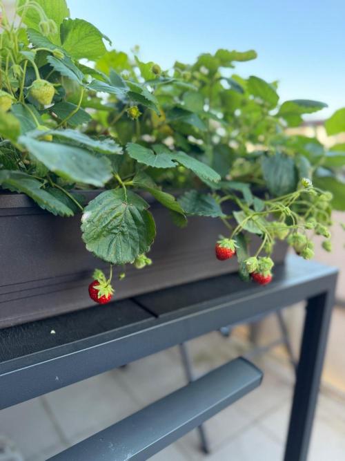 Strawberries. Week 4
