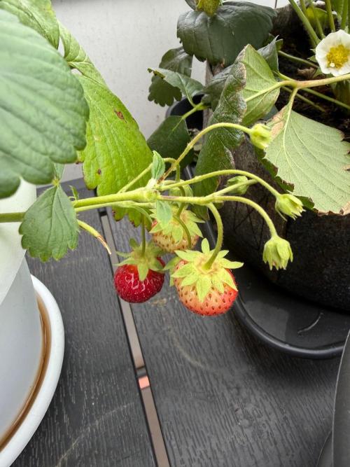 Strawberries. Week 4