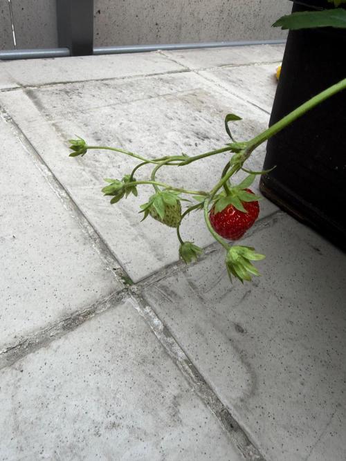 Strawberries. Week 4