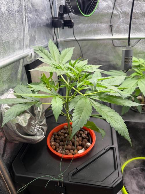 Fast buds RF3 mix. Week 3