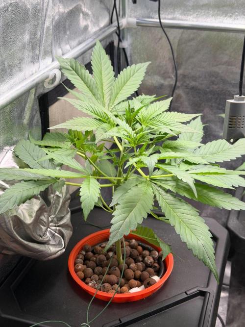 Fast buds RF3 mix. Week 3