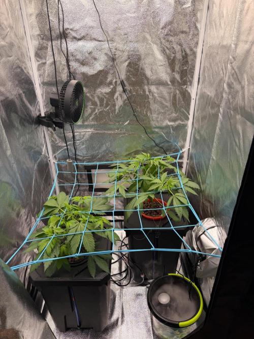 Fast buds RF3 mix. Week 4