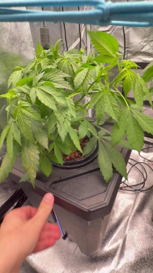 Fast buds RF3 mix