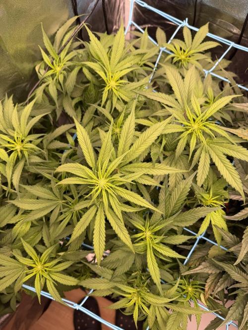 Fast buds RF3 mix. Week 6