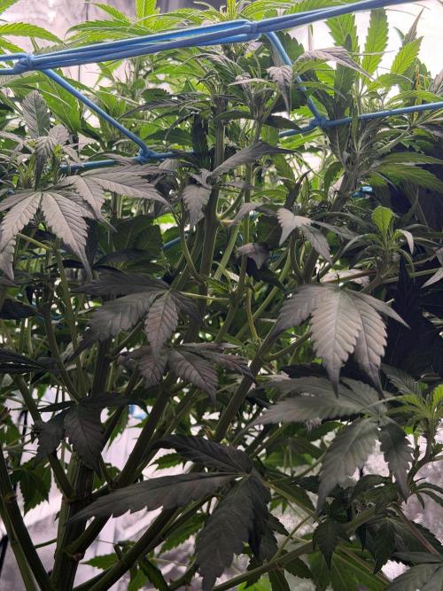 Fast buds RF3 mix. Week 6