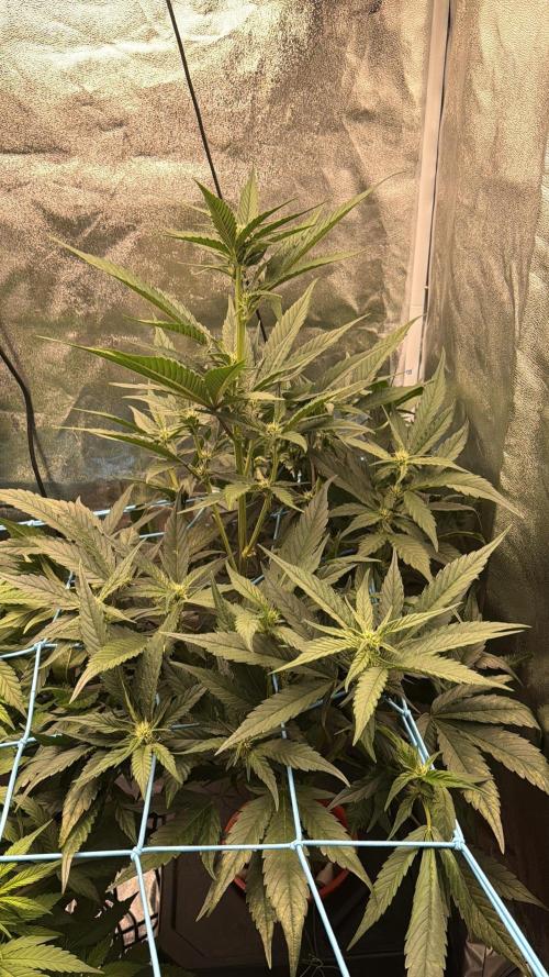 Fast buds RF3 mix. Week 6