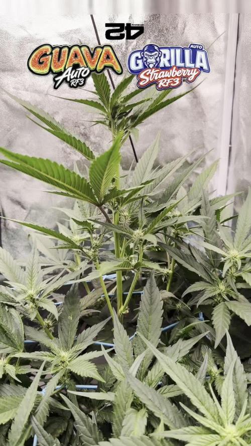 Fast buds RF3 mix