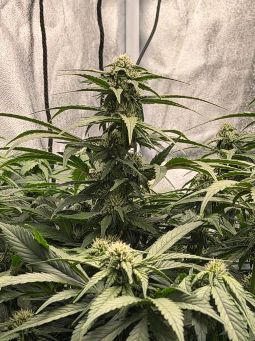 Fast buds RF3 mix. Week 7