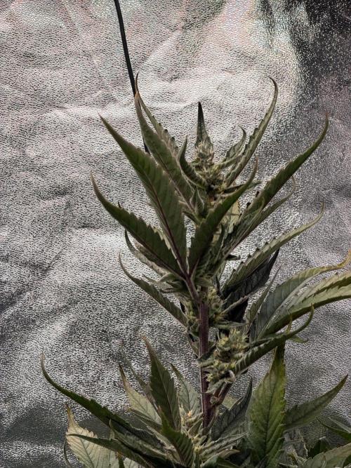 Fast buds RF3 mix. Week 7