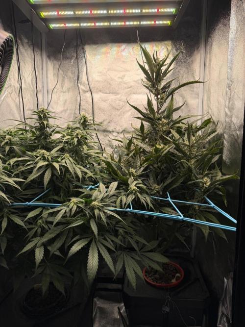Fast buds RF3 mix. Week 7