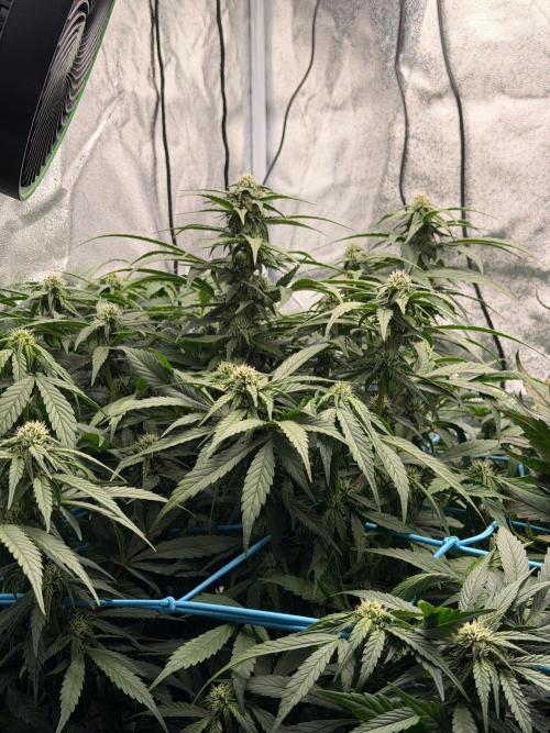 Fast buds RF3 mix. Week 7