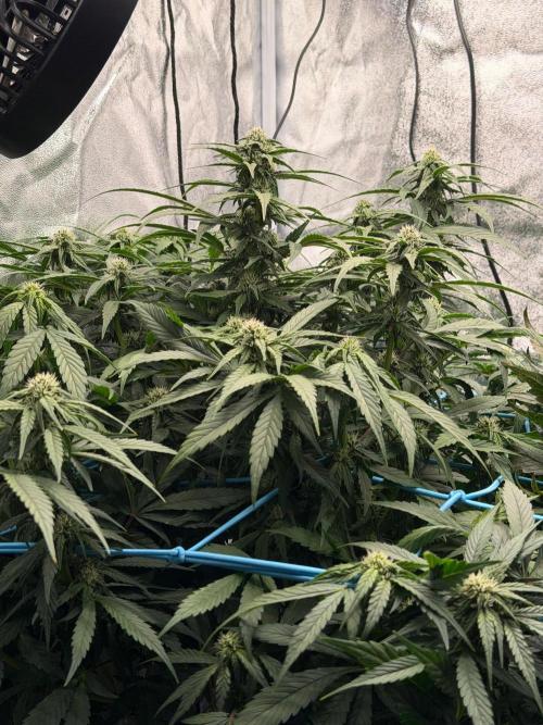 Fast buds RF3 mix. Week 7