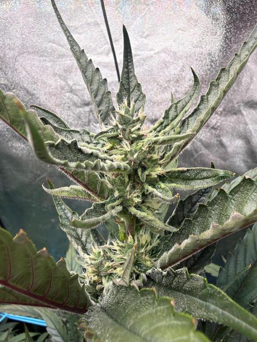 Fast buds RF3 mix. Week 7