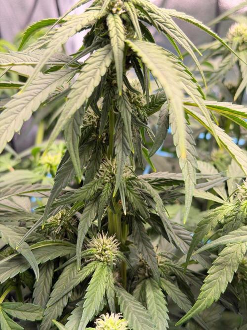 Fast buds RF3 mix. Week 7
