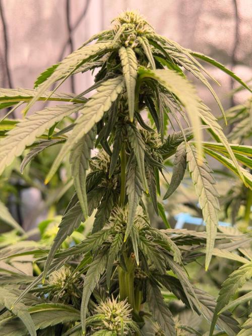 Fast buds RF3 mix. Week 7