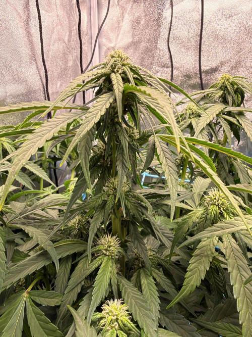 Fast buds RF3 mix. Week 7