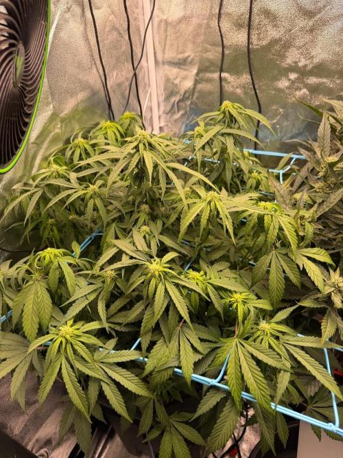 Fast buds RF3 mix. Week 7